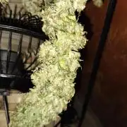 Txomango Winter Season 2025