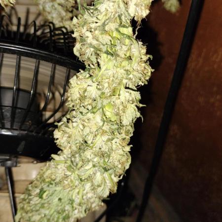 Txomango Winter Season 2025