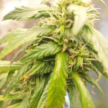 Indica Summers Season 2025