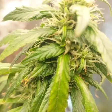 Indica Summers Season 2025