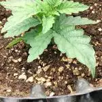 Apricot Candy- Paradise Seeds Bulk 2025