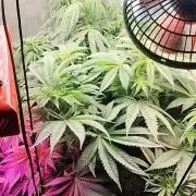 Apricot Candy- Paradise Seeds Bulk 2025