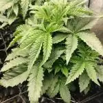 Txomango Winter Season 2025