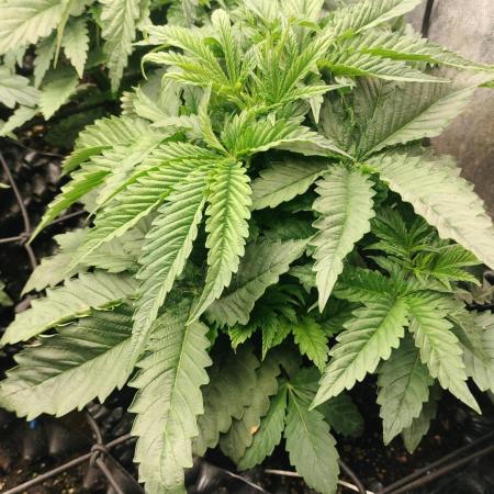 Txomango Winter Season 2025