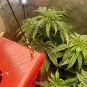 Fast Seeds Winter Season 2025