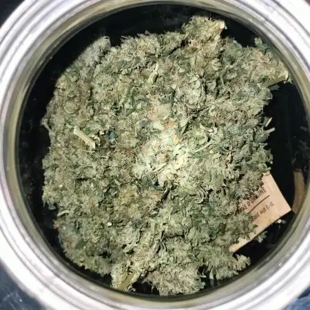 Indica Summers Season 2025