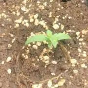 Winter Auto -42 Buds-Purple Lemonade