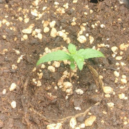 Winter Auto -42 Buds-Purple Lemonade