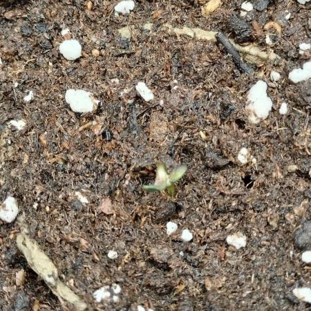 Winter Auto-42 Buds-Lemon Cherry Cookies