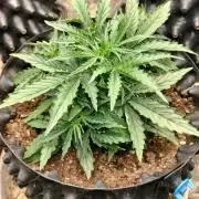 Auto Winter Season-42Buds-Auto Zkittlez