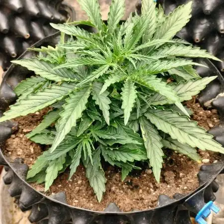 Auto Winter Season-42Buds-Auto Zkittlez