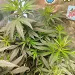 Indica Summers Season 2025