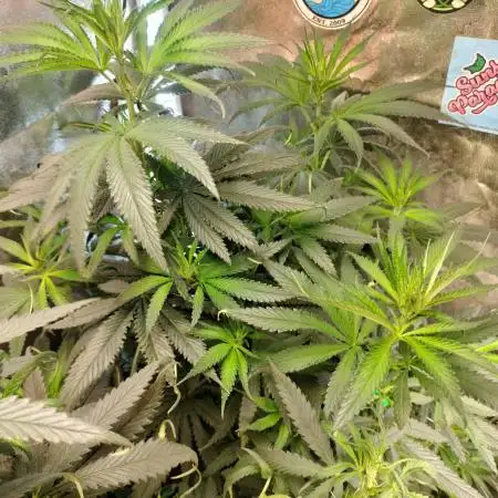 Indica Summers Season 2025