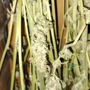 Apricot Candy- Paradise Seeds Bulk 2025