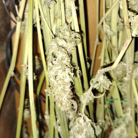 Apricot Candy- Paradise Seeds Bulk 2025