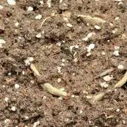 Auto Winter Season-42Buds-Auto Zkittlez