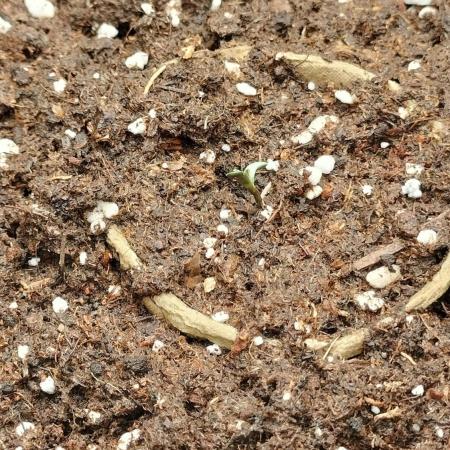 Auto Winter Season-42Buds-Auto Zkittlez