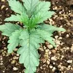 Animal Mints Cogolandia Bulk Winter 25