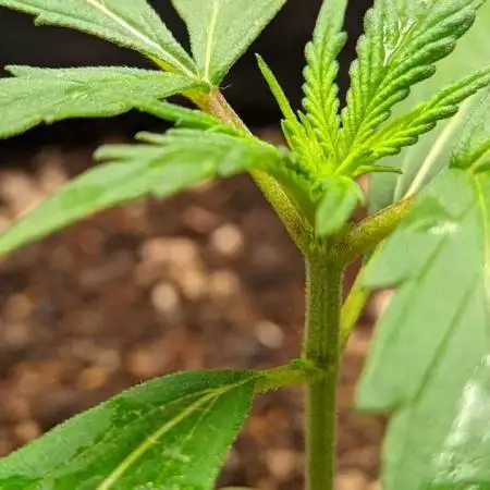 Grow 1