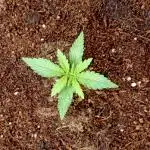 420FB White Widow - Back to business