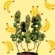 FB Banana Purple Punch