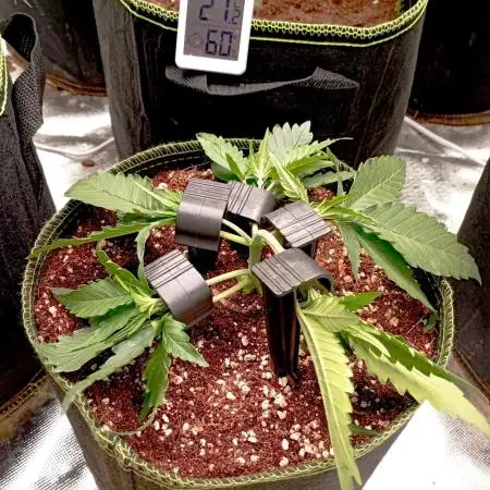 FB Banana Purple Punch
