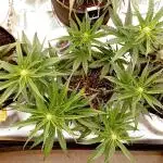 FB Banana Purple Punch