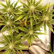 FB Banana Purple Punch