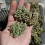 GF Mandarine XL in coco coir
