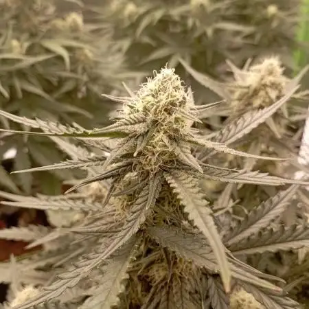 FB White Widow