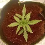 420FB White Widow - Back to business