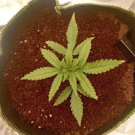 420FB White Widow - Back to business