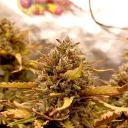 FB Banana Purple Punch