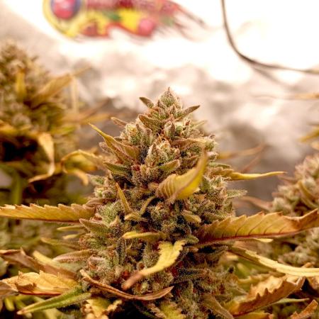 FB Banana Purple Punch