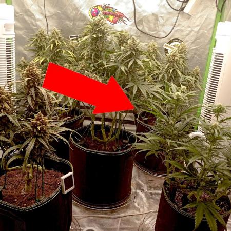 FB Banana Purple Punch