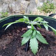 FB Strawberry Gorilla