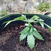 FB Strawberry Gorilla