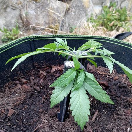 FB Strawberry Gorilla