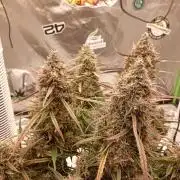 FB West Coast OG
