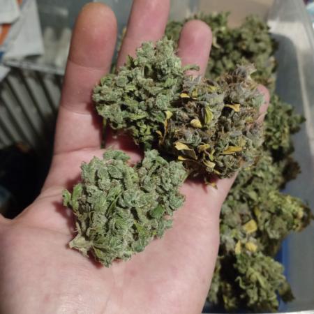 GF Mandarine XL