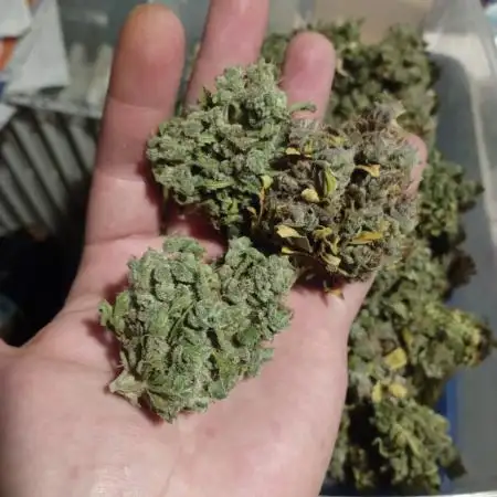 GF Mandarine XL