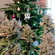 FB Banana Purple Punch