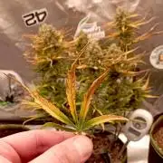 FB Banana Purple Punch