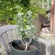 FB Strawberry Gorilla