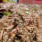 FB West Coast OG
