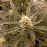 FB White Widow