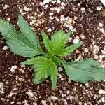 FB Banana Purple Punch