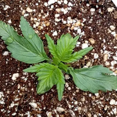 FB Banana Purple Punch