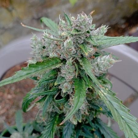FB Strawberry Gorilla