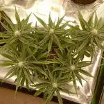 FB Banana Purple Punch